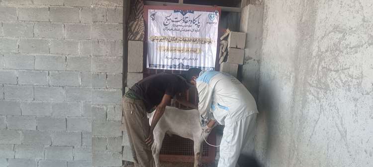 برگزاری اردوی جهاد دامپزشکی در روستاهای دورافتاده شهرستان سیریک 